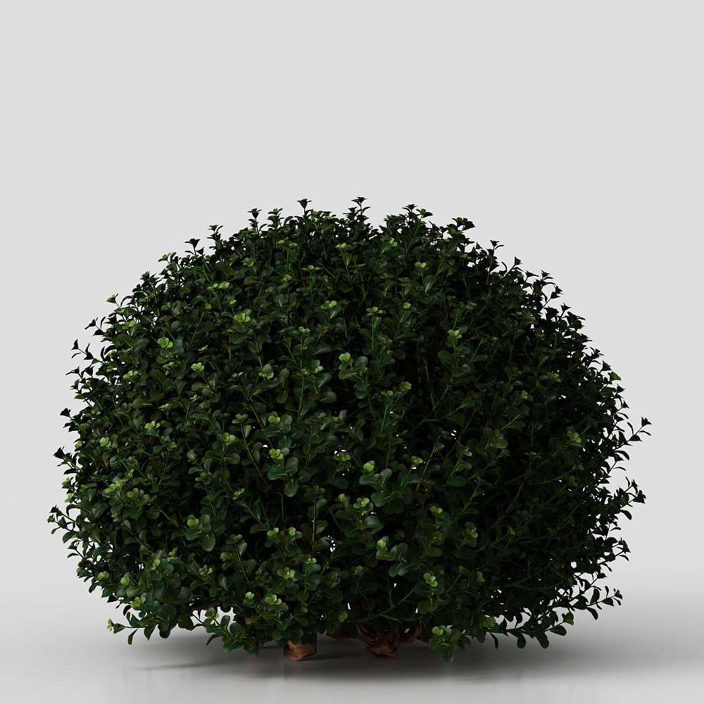 พุ่มไม้-11