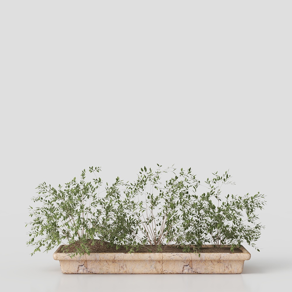 Piante in Vaso Verdi Moderne