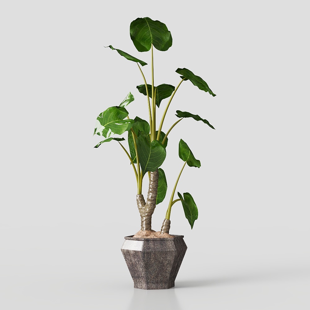 New Chinese potted plant
