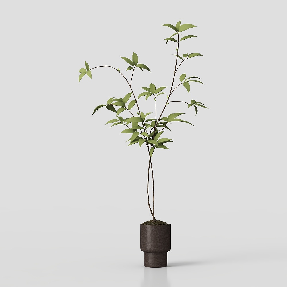 Indoor Plant 3D Model - Low Poly Design