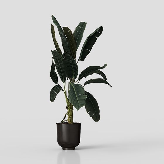Plante verte moderne