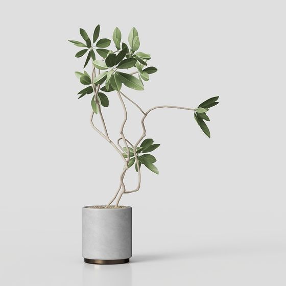 モダングリーンプラント