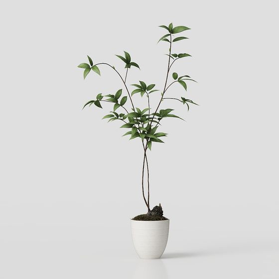 Indoor Plant 3D model for Designers and Developers