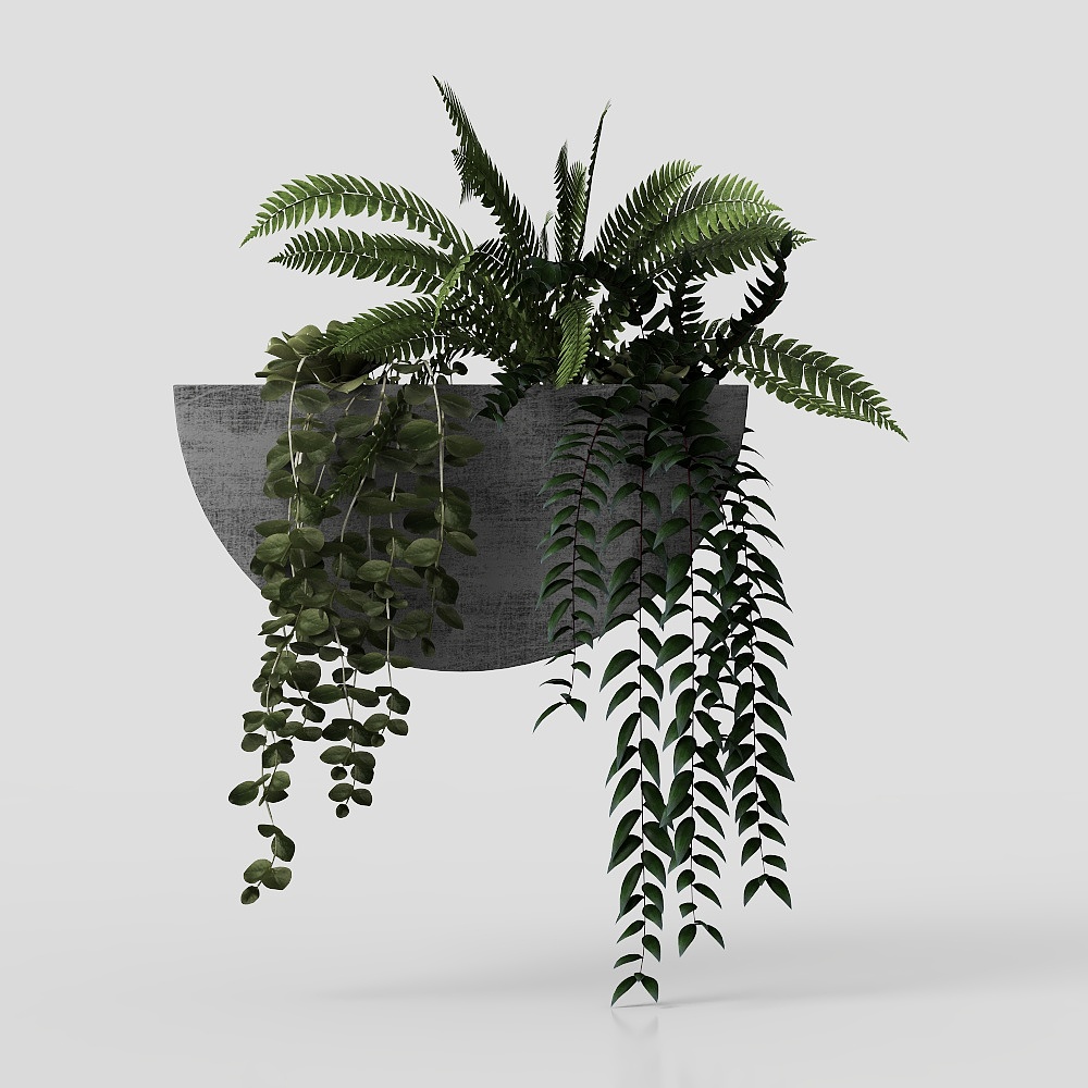 wall plants ornamental flowers