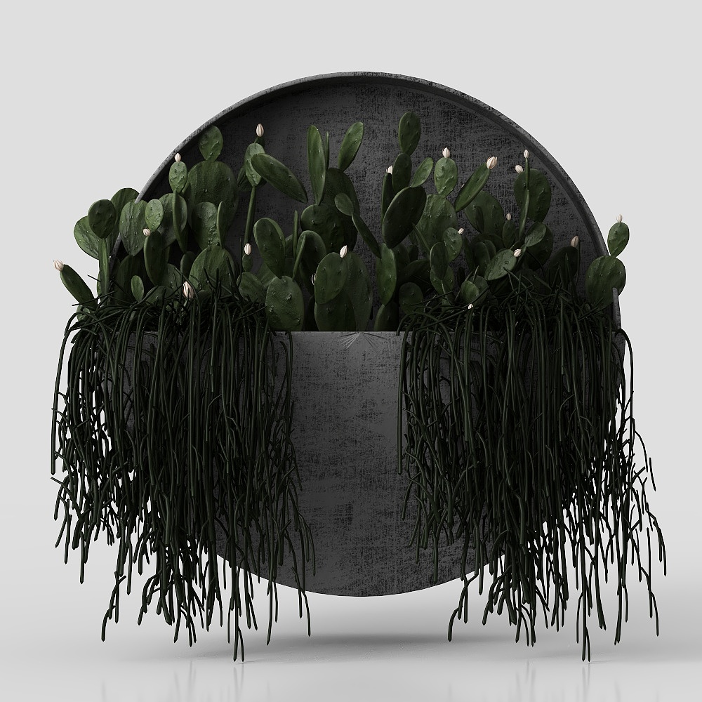 fleurs ornementales de plantes murales