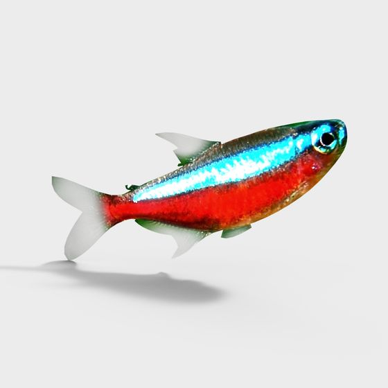 Colorful Neon Tetra Fish 3D model