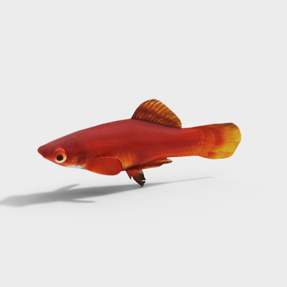 Vibrant Red Tail Fish 3D Model