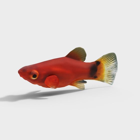 Colorful Guppy Fish 3D Model