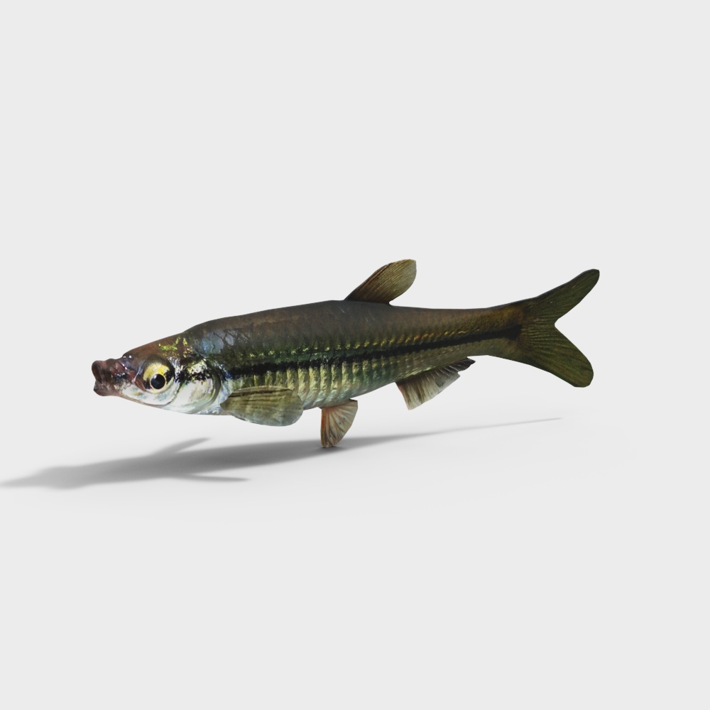 Vibrant Low-Poly Fish 3D model