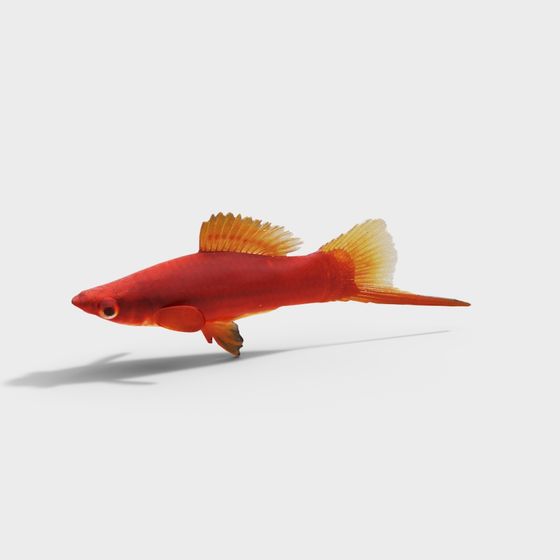 Vibrant Guppy Fish 3D model