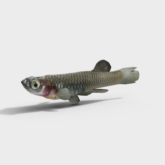 Vibrant Low-Poly Fish 3D Model