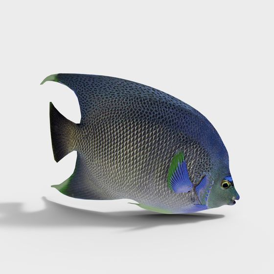 Beautiful Low-Poly Bluegreen Triggerfish 3D model