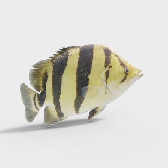 Realistic Tiger Striped Fish 3D model