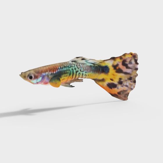 Colorful Guppy Fish 3D model