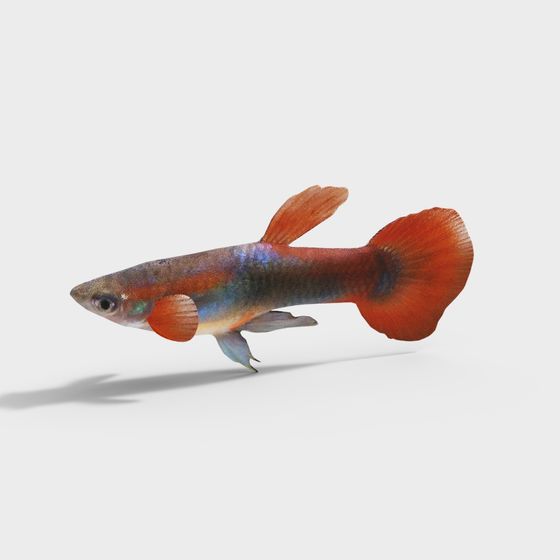 Vibrant Guppy Fish 3D Model
