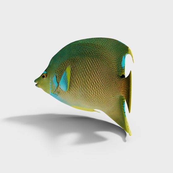 Vibrant Tropical Fish 3D model