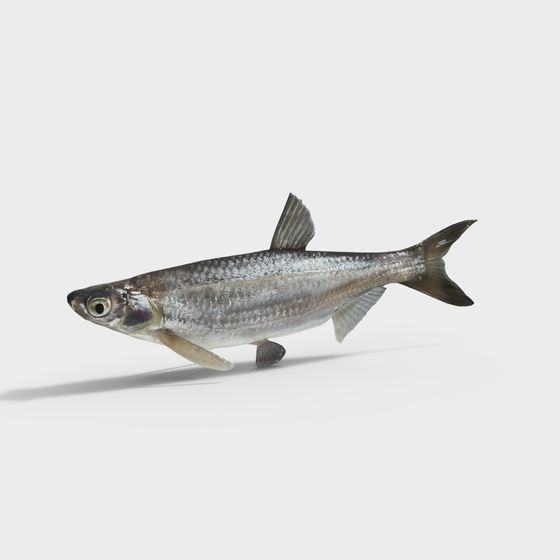 Elegant Asian Catfish 3D model for Underwater Exploration