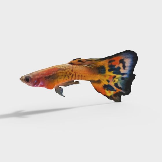 Guppy Fish 3D model