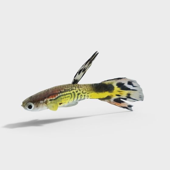Vivid Guppy Fish 3D model