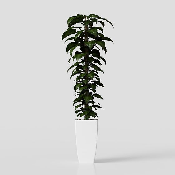 Lively Indoor Green Plant 3D Model