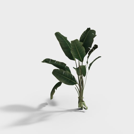 Tropical Banana Tree 3D model