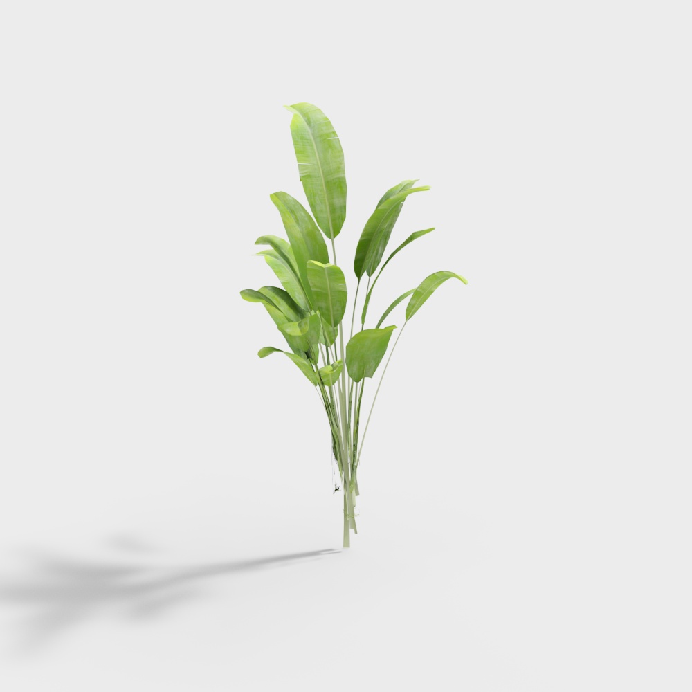 outdoor green plants