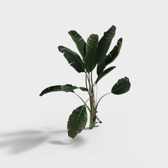 Tropical Banana Plant 3D model for Creative Projects