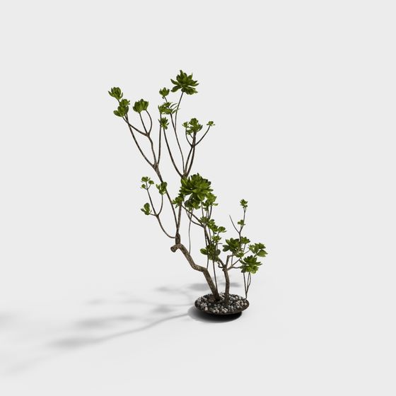 cây xanh ngoài trời