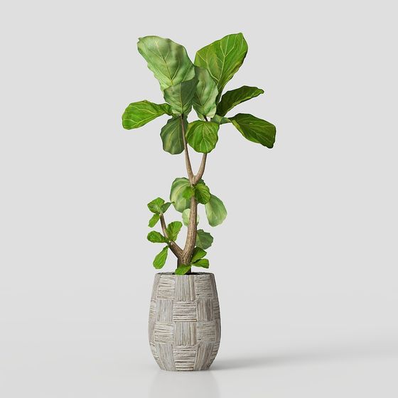 Fiddle Leaf Fig in Woven Pot 3D model