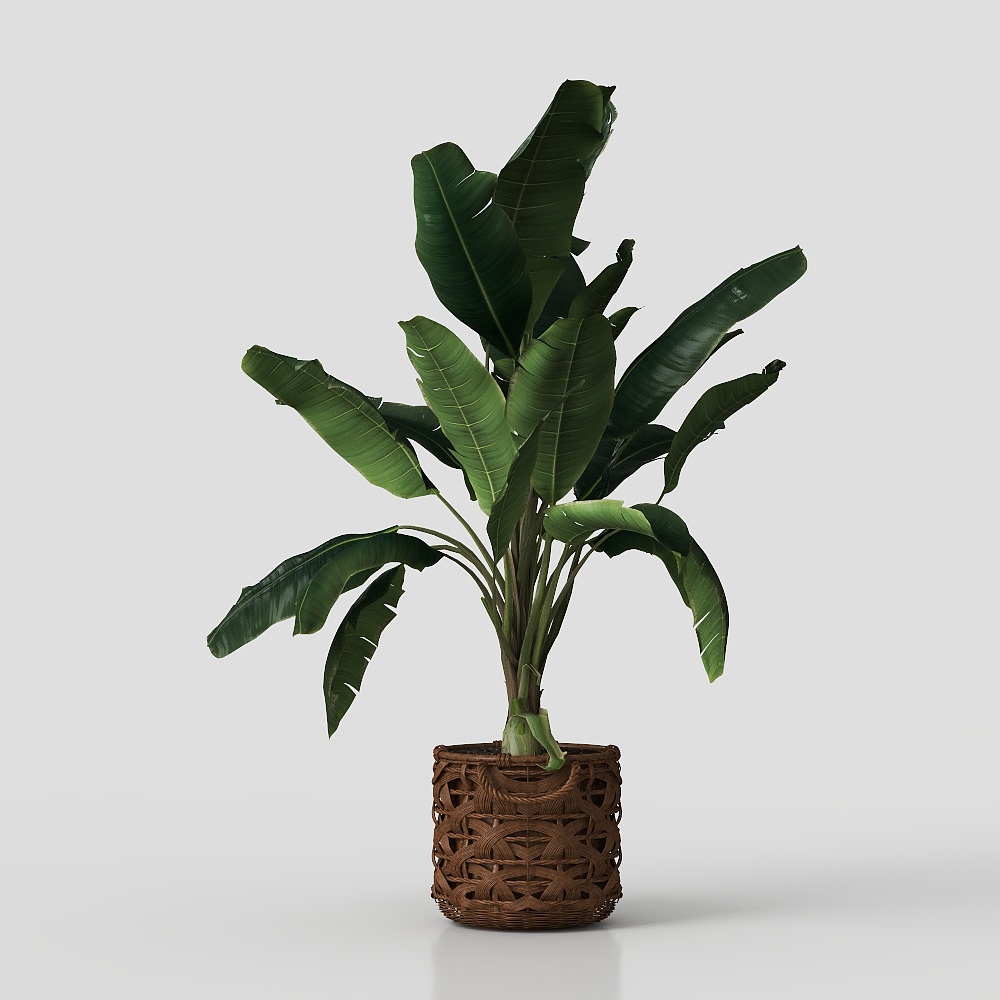 ornamenti di piante verdi