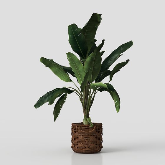 ornamenti di piante verdi