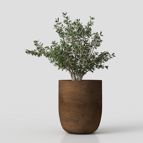 Charming Potted Olive Tree 3D model