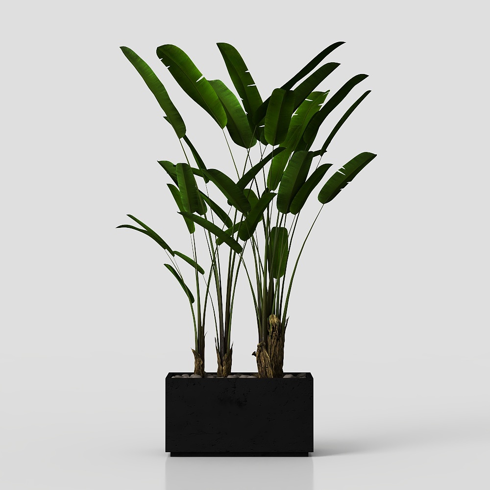 зеленые растения