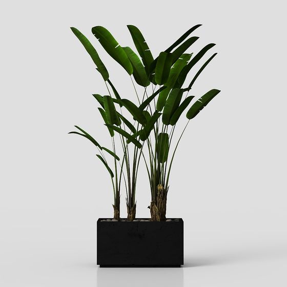 зеленые растения