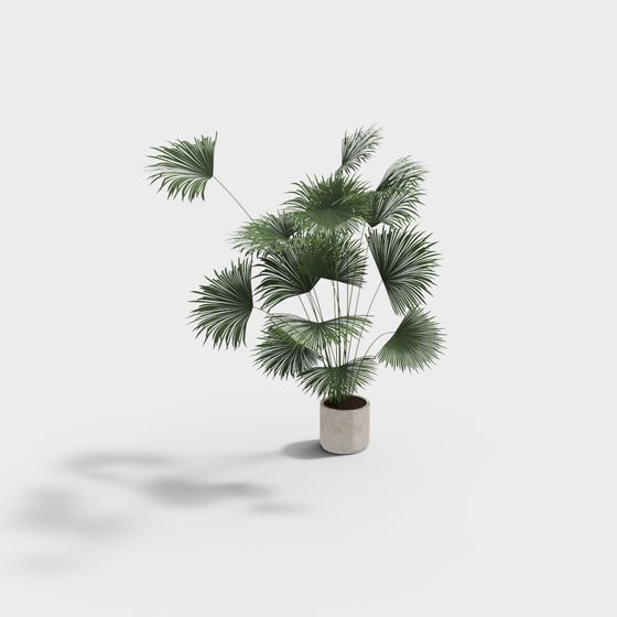 Fan Leaf Palm Plant 3D Model