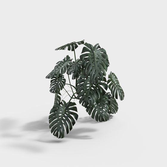 Monstera Deliciosa 3D model for Creative Projects
