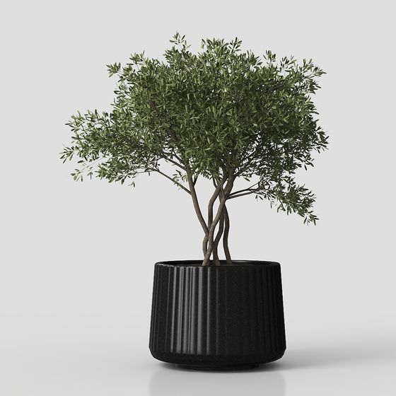 City Oasis Bonsai 3D model for Modern Design