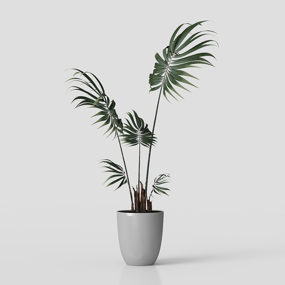 라이트 고급 녹색 식물