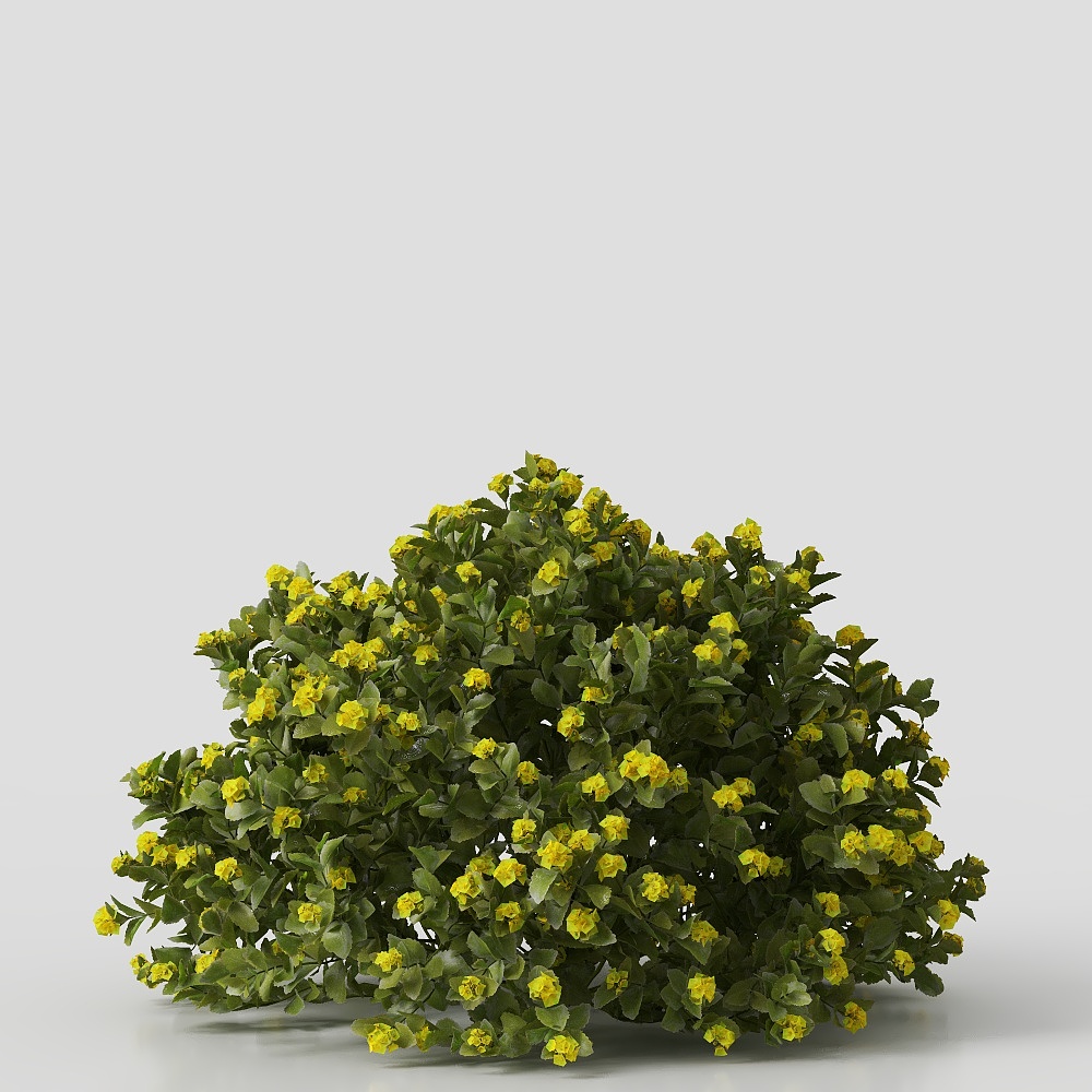 Shrub-231205-YJ