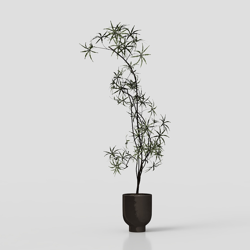 Bamboo Shadow Breeze 3D model