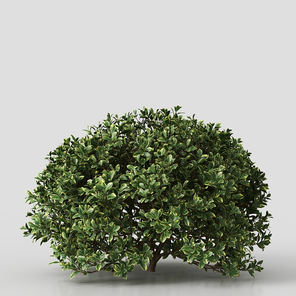 Shrubs (green)