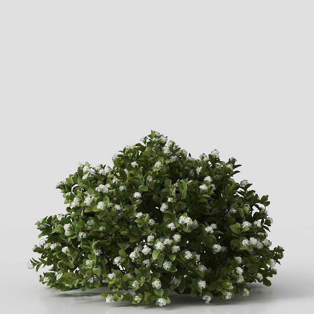shrub
