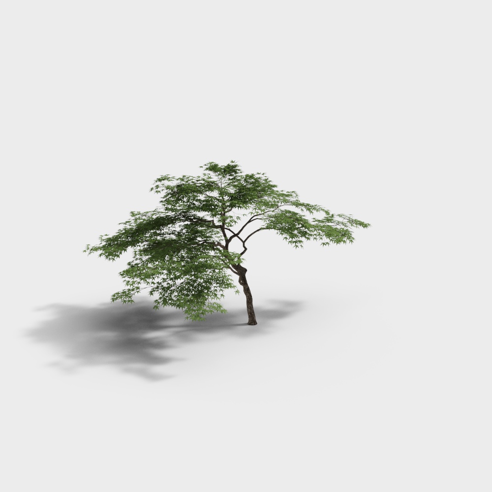 Tree-Acer palmatum-231229-YJ