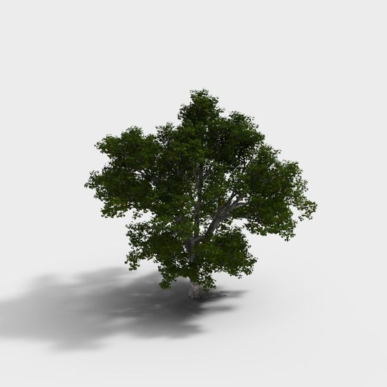 Realistic Low-Poly Oak Tree 3D model