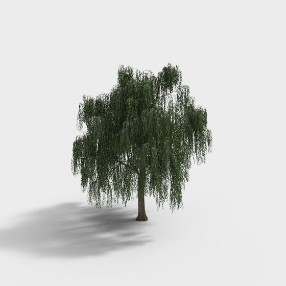 Live Willow Tree 3D model