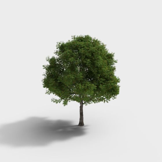 Realistic Oak Tree 3D model