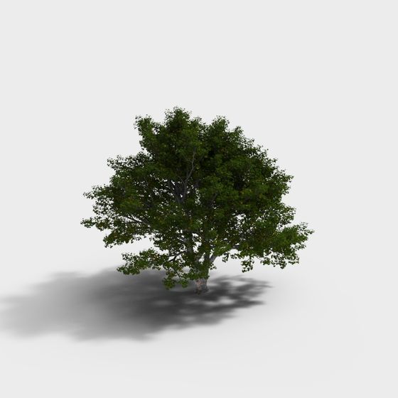 Realistic Oak Tree 3D model for Creative Projects