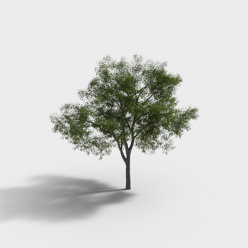 Tree 20