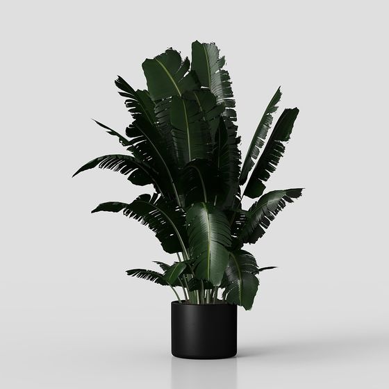 Rainforest Banana Plant 3D model