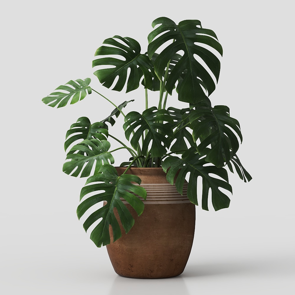 Charming Monstera Plant 3D Model – Vibrant Tropical Decor